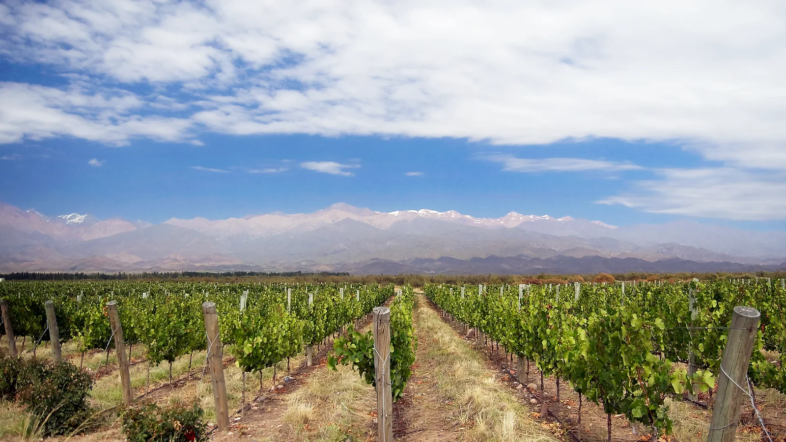 Viñedos y paisaje del Valle de Uco al pie de la Cordillera